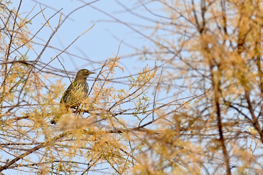 マキバタヒバリ - ML647032733