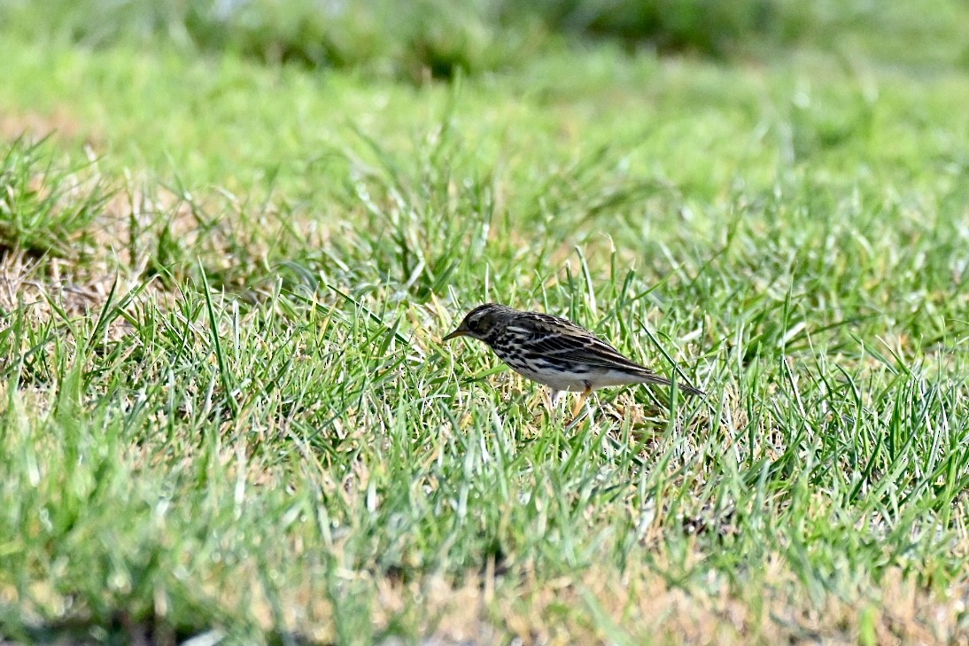 マキバタヒバリ - ML647032734