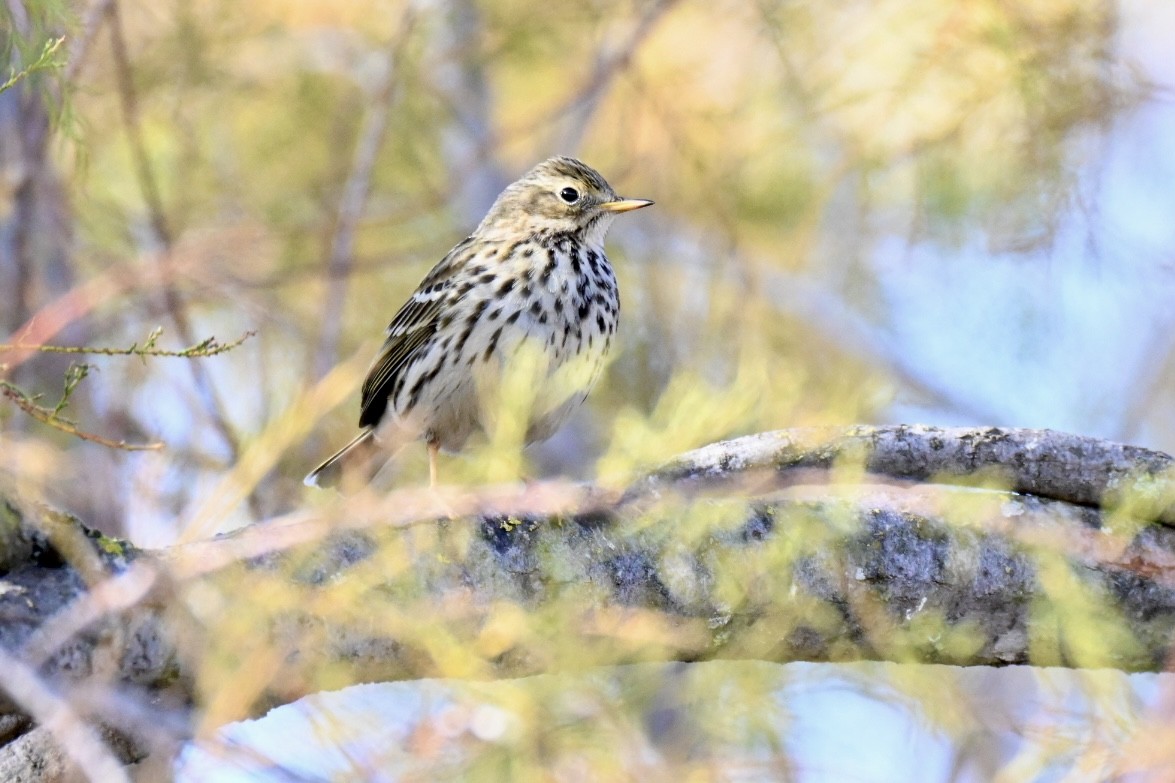 マキバタヒバリ - ML647032735