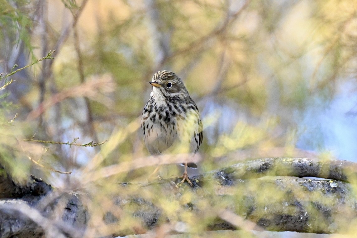 マキバタヒバリ - ML647032736