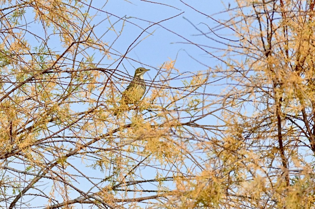 マキバタヒバリ - ML647032737