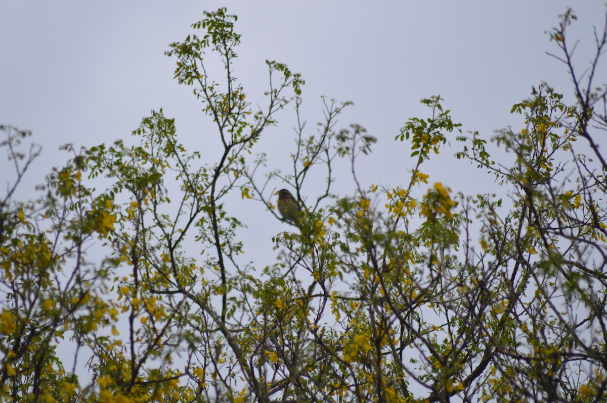 rosenbrysttykknebb - ML647032740