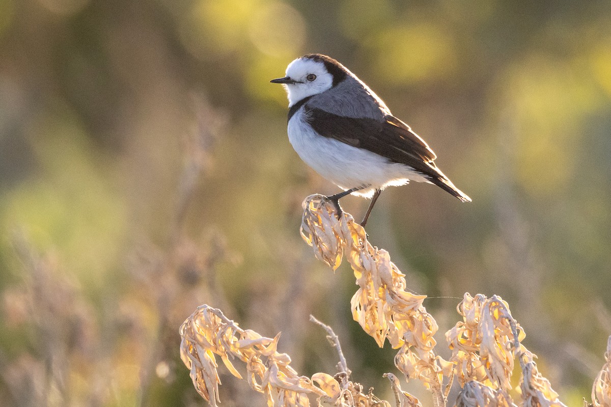 White-fronted Chat - ML647032741
