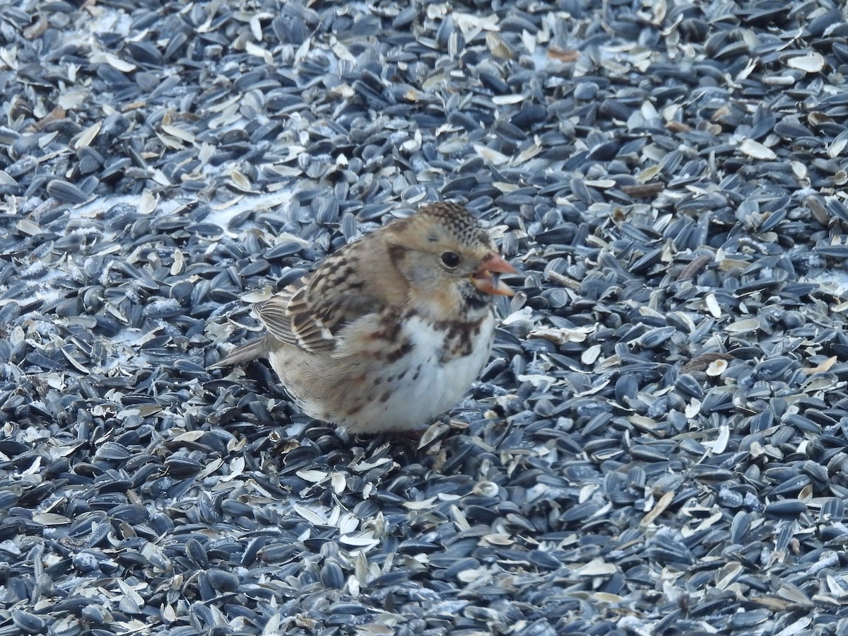 Harris's Sparrow - ML647032745