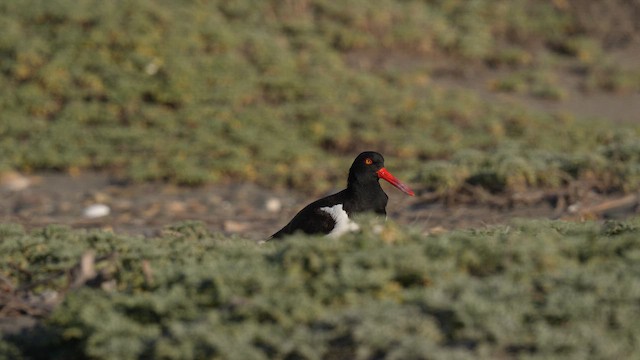 Кулик-сорока американський - ML647032746