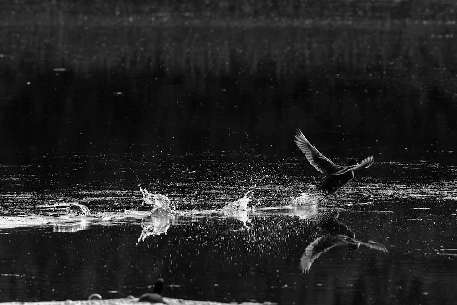 sothøne - ML647032750