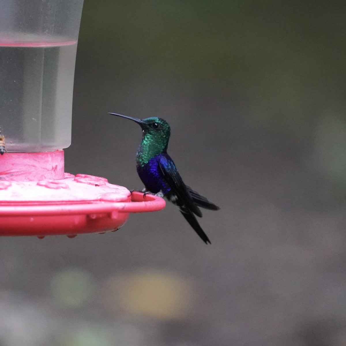 glansdryade - ML647032751