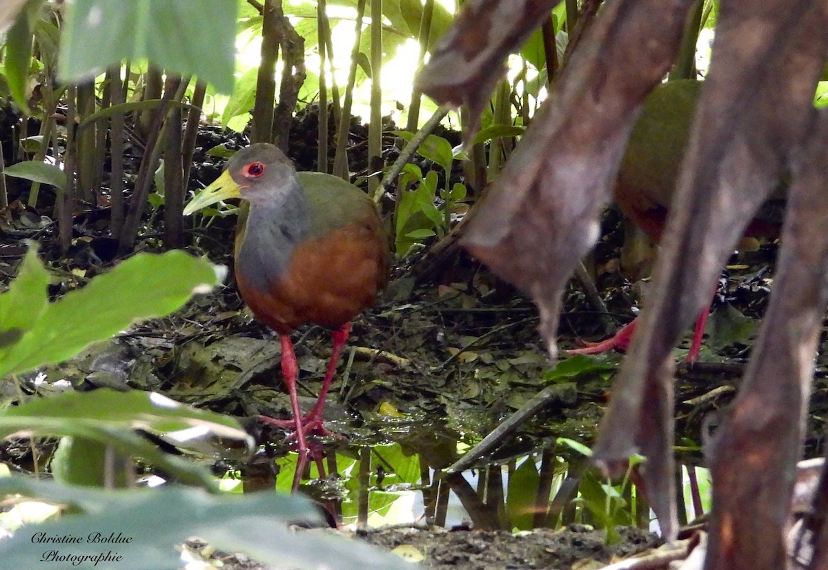 gråhalsrikse - ML647032753