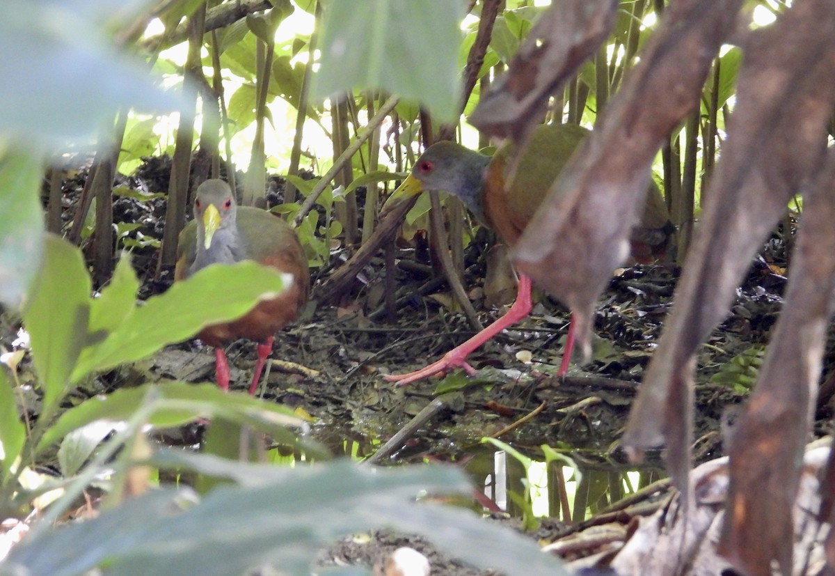 gråhalsrikse - ML647032754