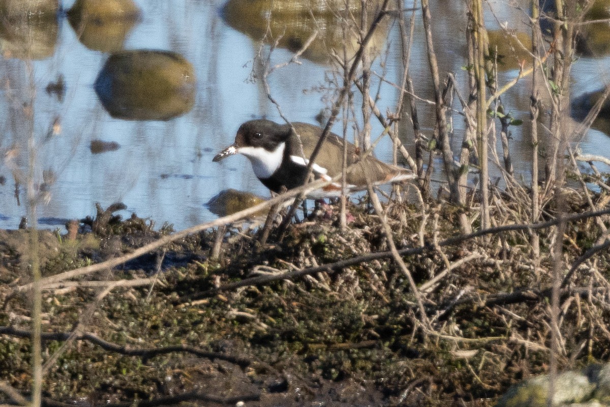 brunsidelo - ML647032758