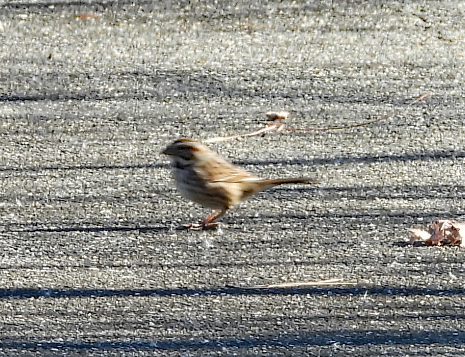 sangspurv - ML647032759