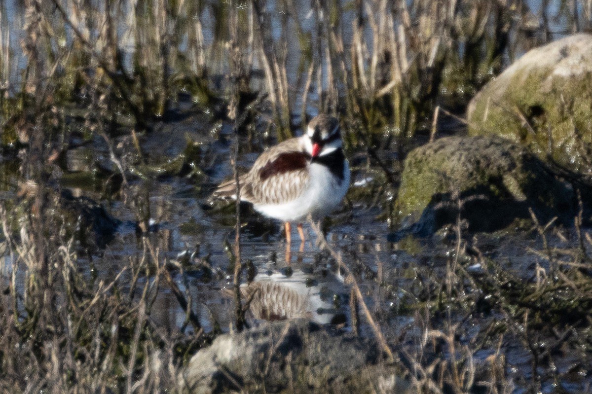 brunskulderlo - ML647032761