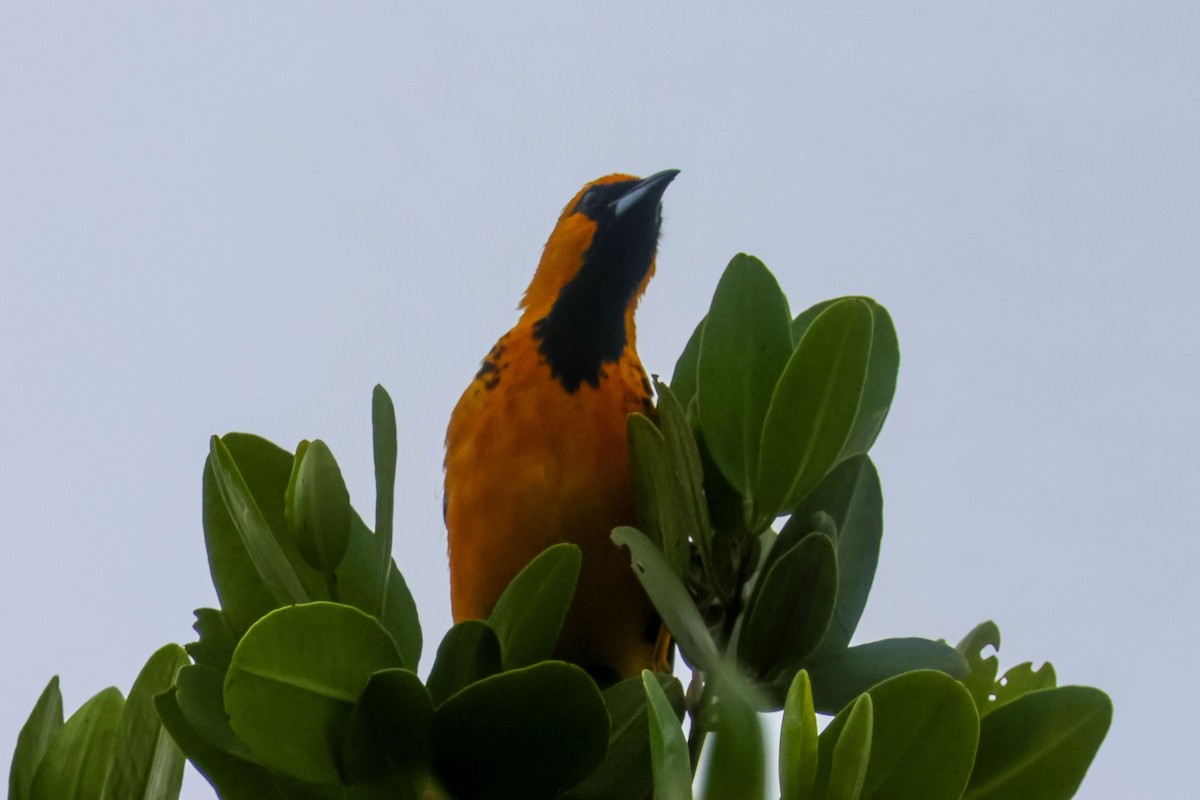 flekktrupial - ML647032763