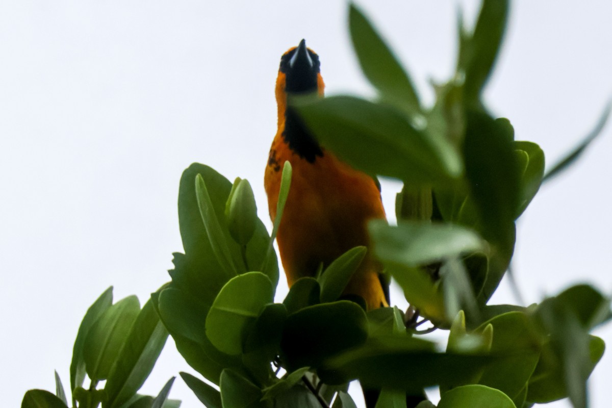 flekktrupial - ML647032764