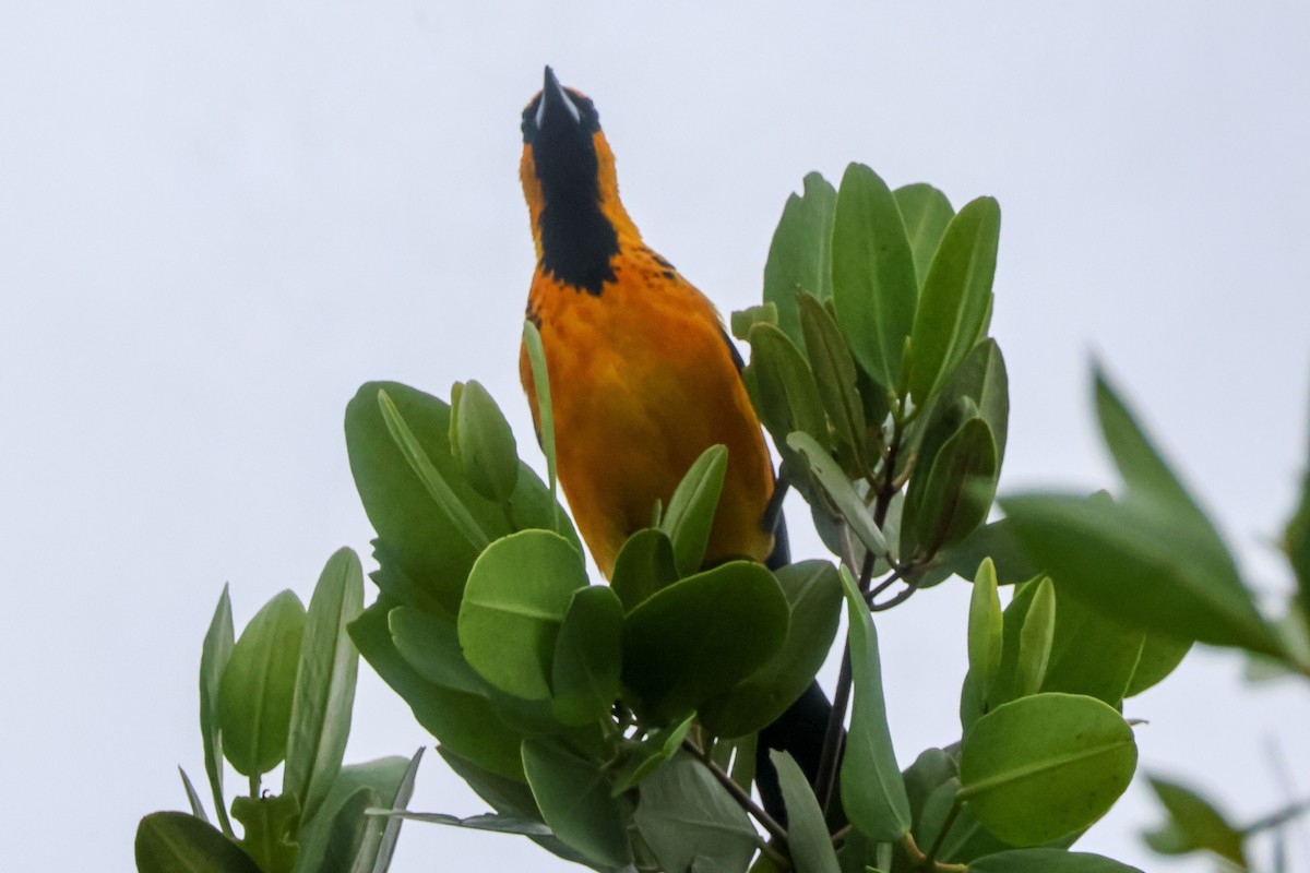 flekktrupial - ML647032765