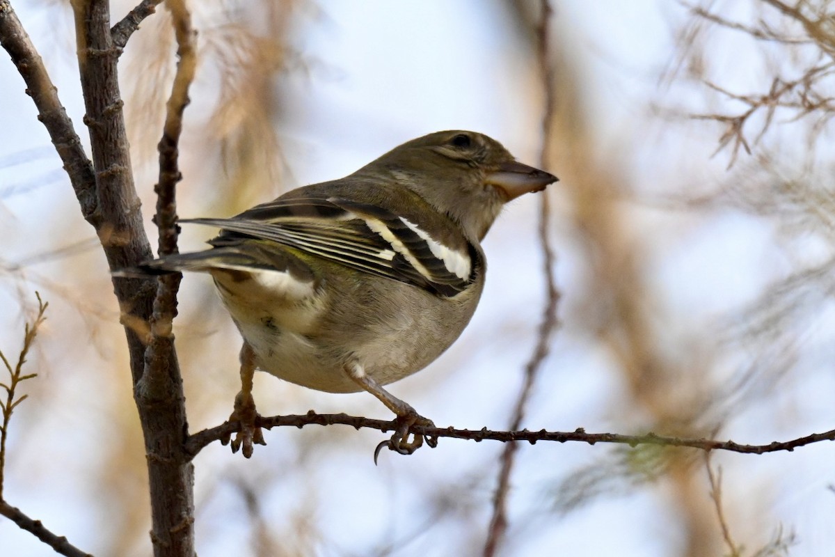 bokfink - ML647032766