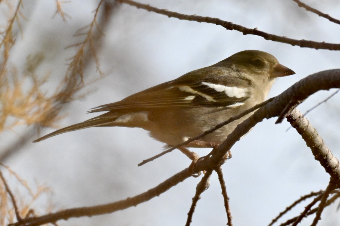 bokfink - ML647032767