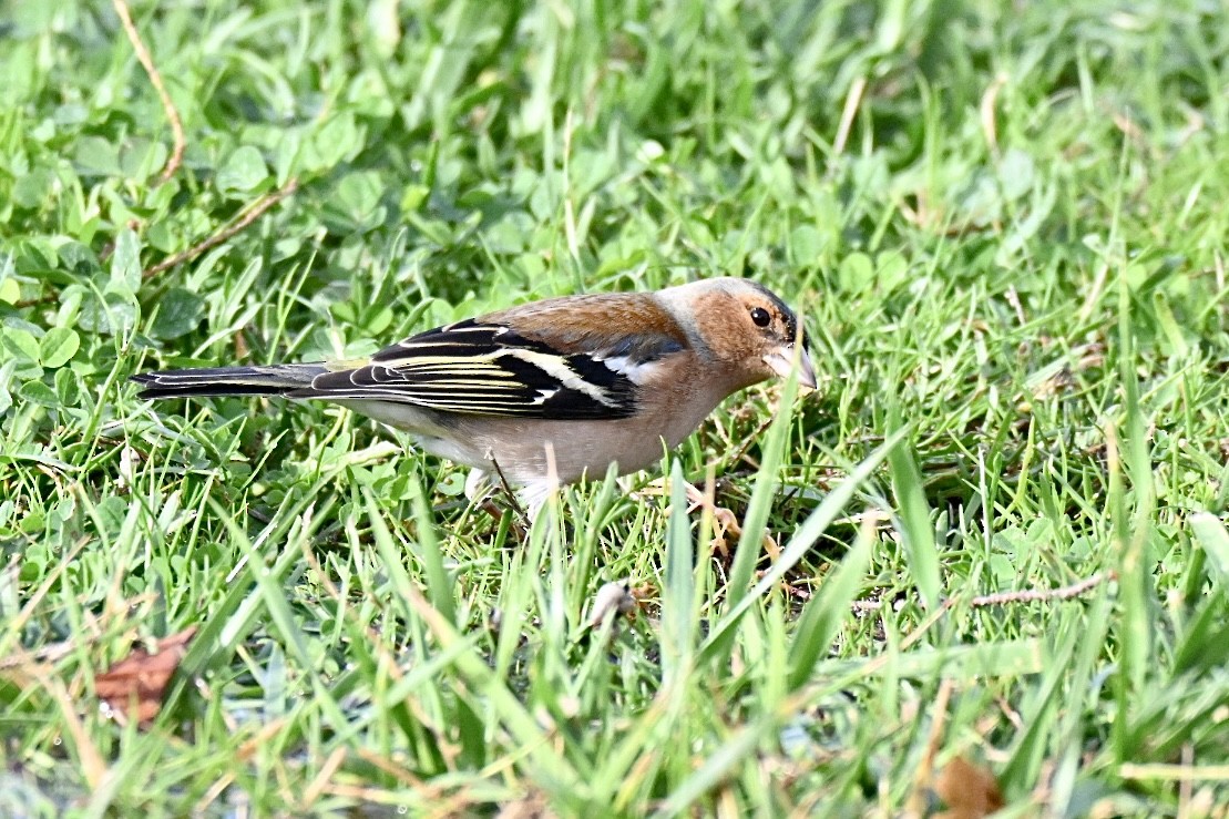 bokfink - ML647032768