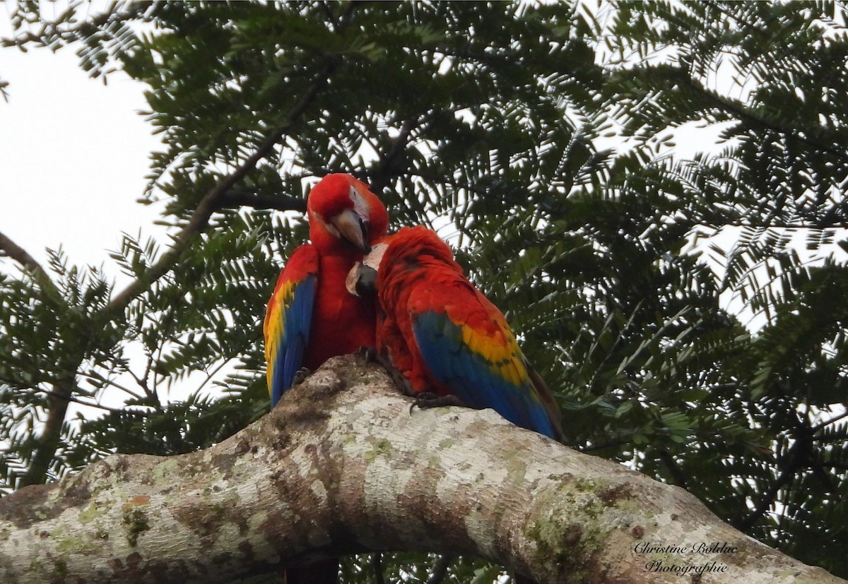 rødara - ML647032769