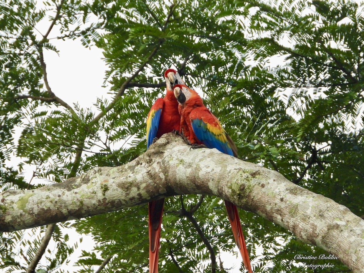 rødara - ML647032770