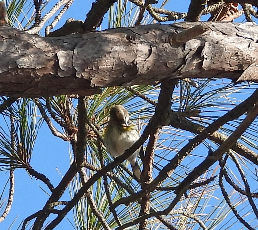 myrteparula (coronata) - ML647032773