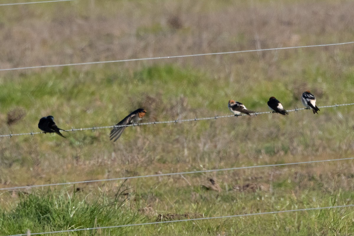 alvesvale - ML647032775