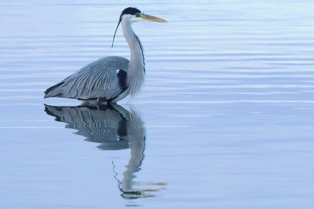 gråhegre - ML647032776