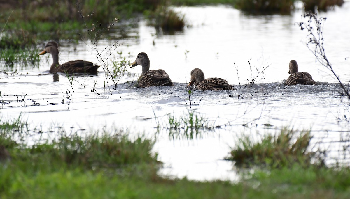 golfand - ML647032781