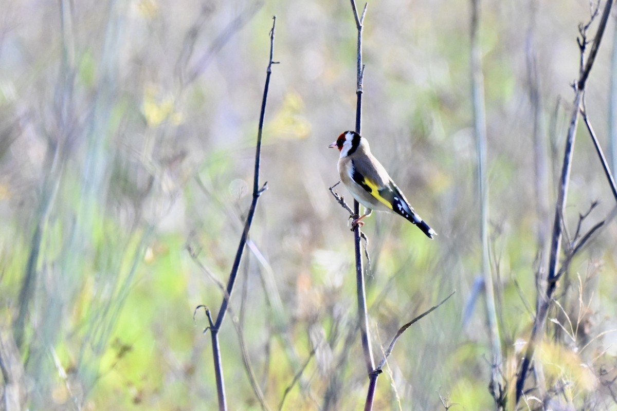 stillits - ML647032783