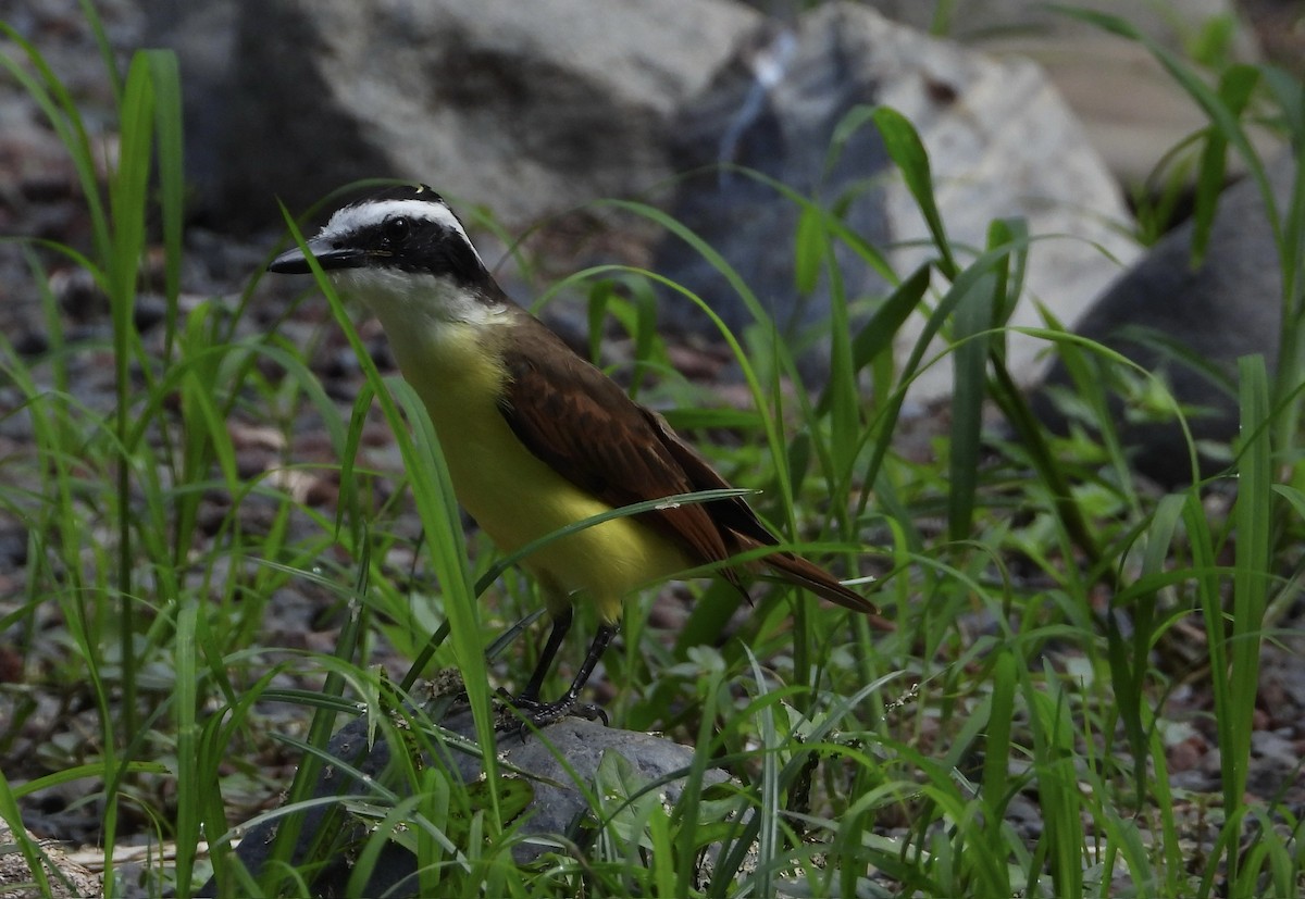 storkiskadi - ML647032786