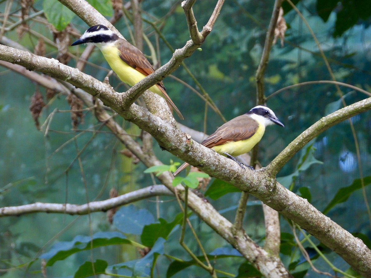 storkiskadi - ML647032787