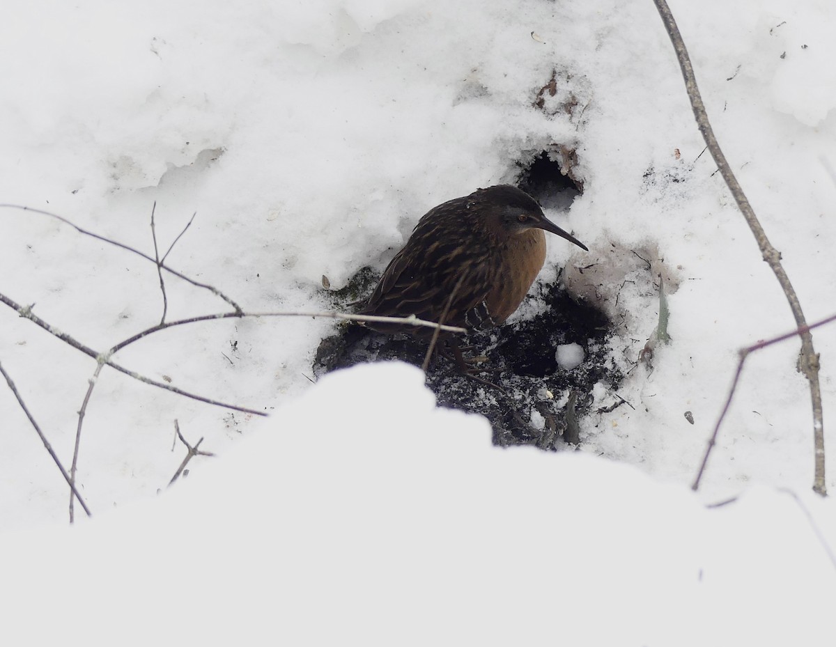 Virginia Rail - ML647032788