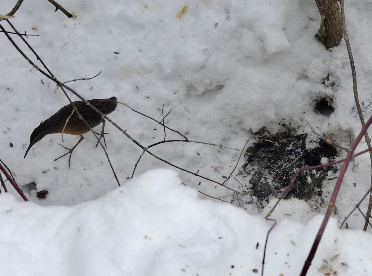 Virginia Rail - ML647032789