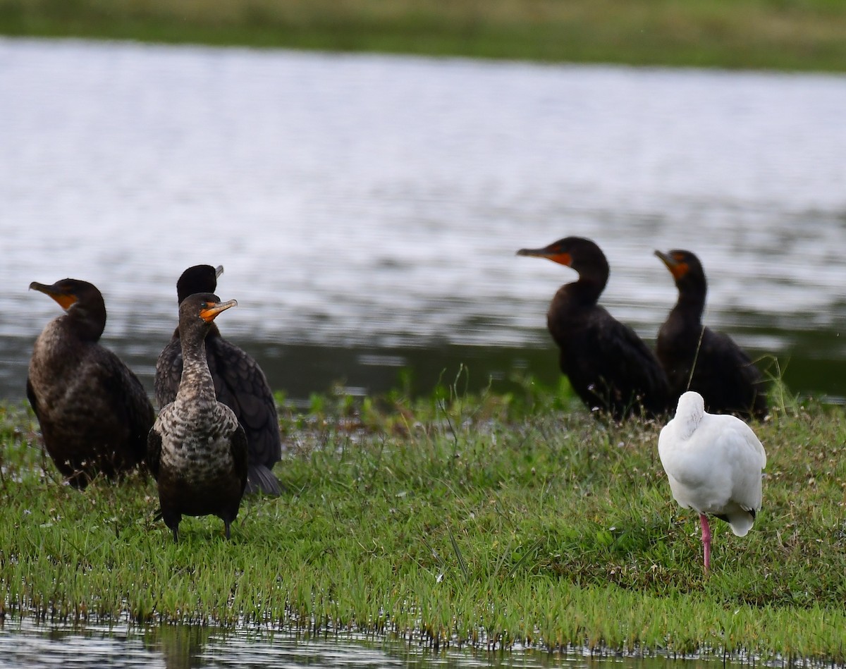 totoppskarv - ML647032790