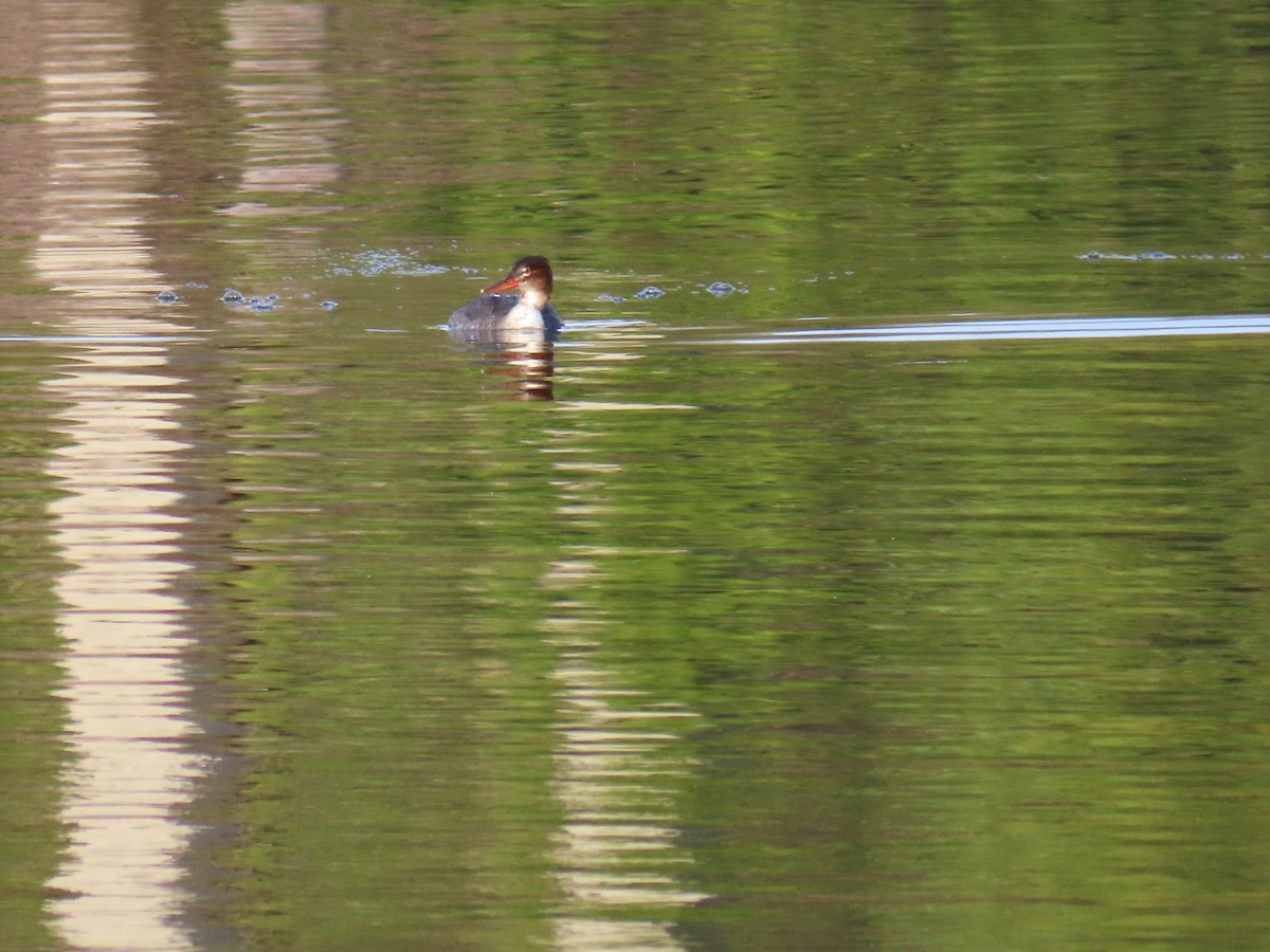 Smergo minore - ML647032793