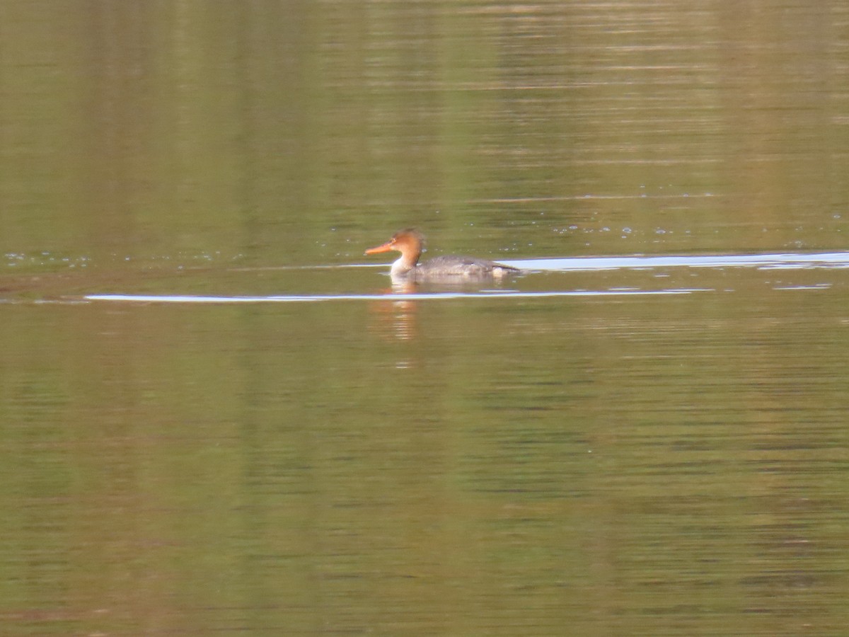 Smergo minore - ML647032794