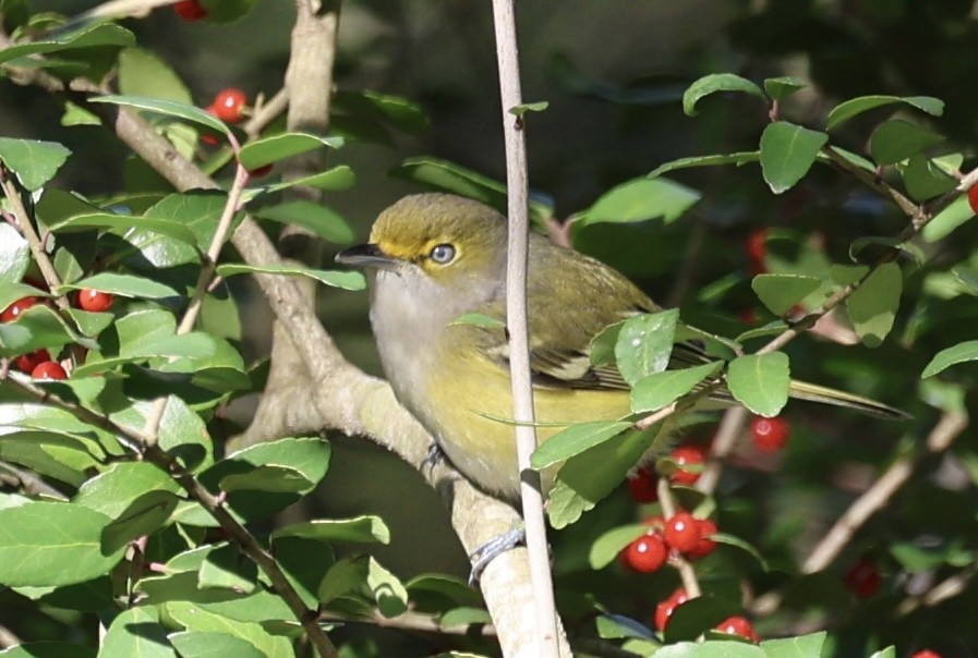 White-eyed Vireo - ML647032798