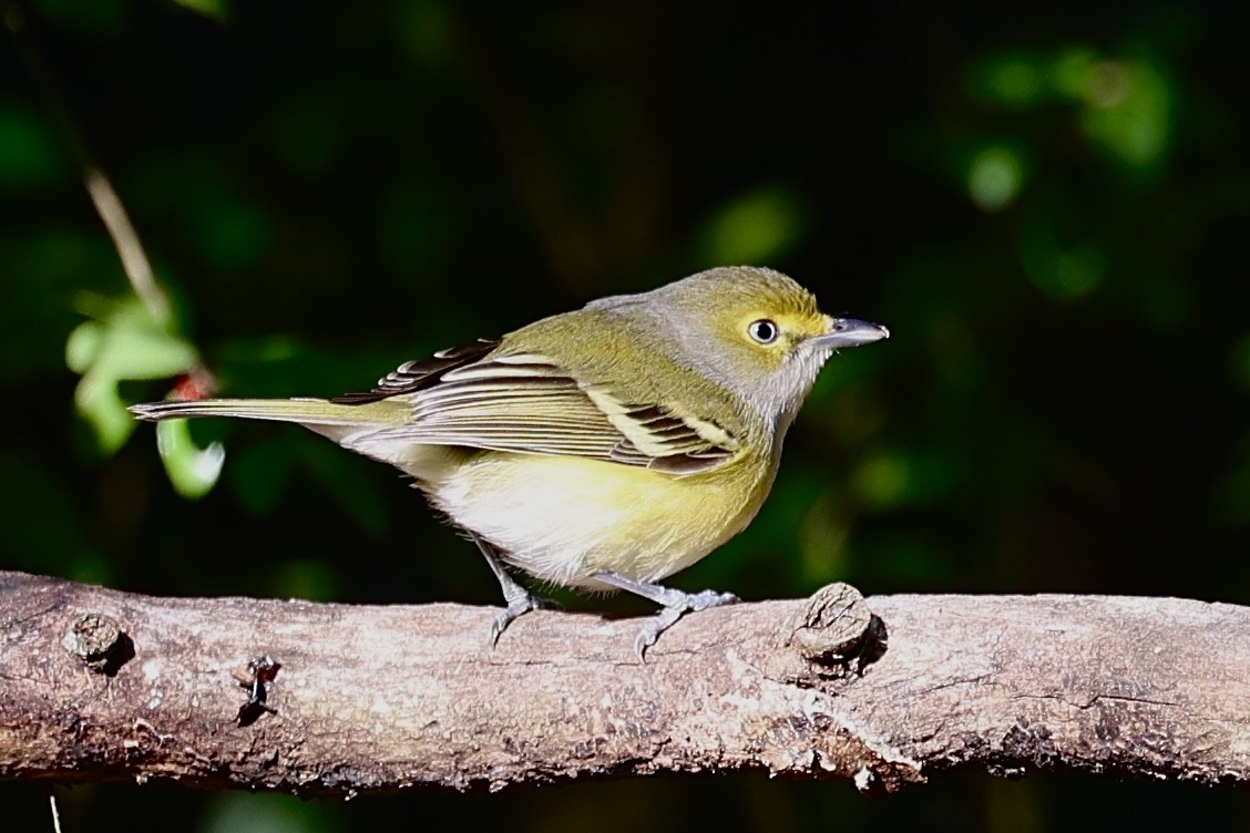 White-eyed Vireo - ML647032799
