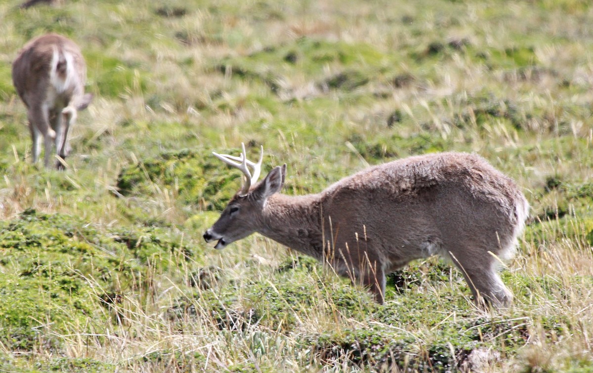 White-tailed Deer - ML647032800