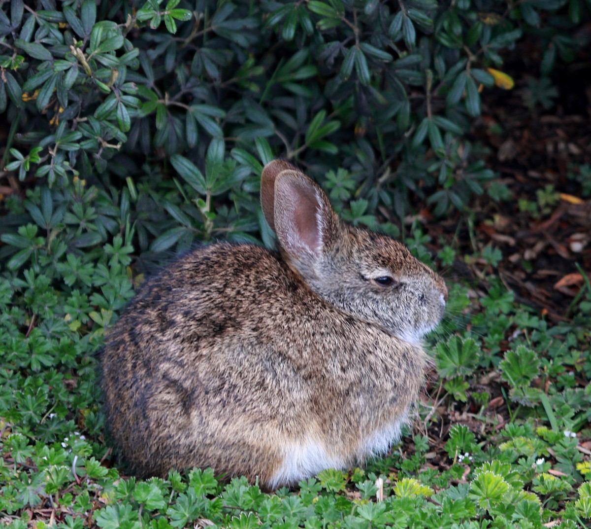 Andean Tapeti - ML647032801