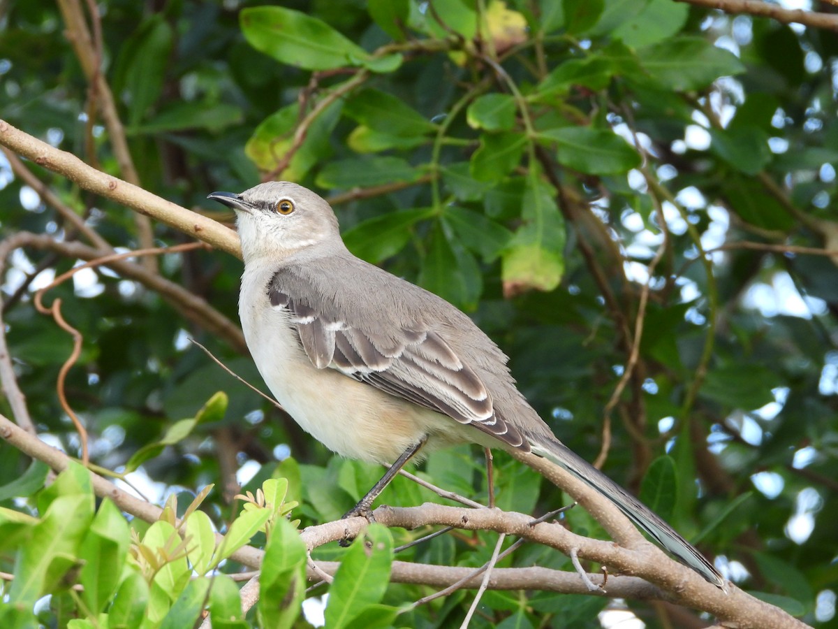 Пересмішник багатоголосий - ML647032803