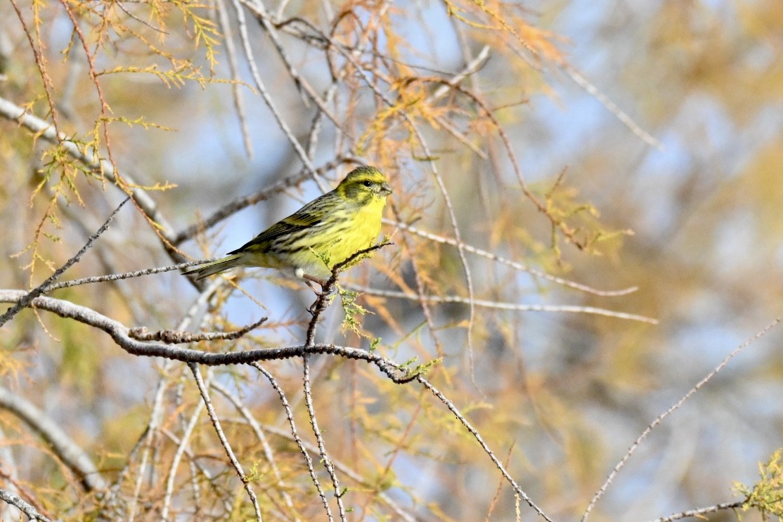 Girlitz - ML647032806