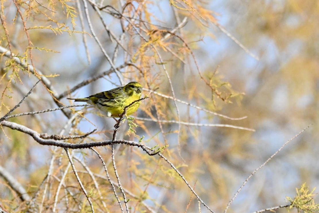 Girlitz - ML647032807