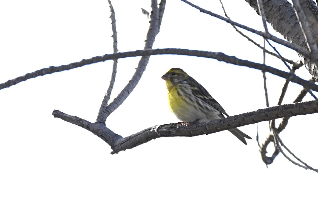 Girlitz - ML647032809