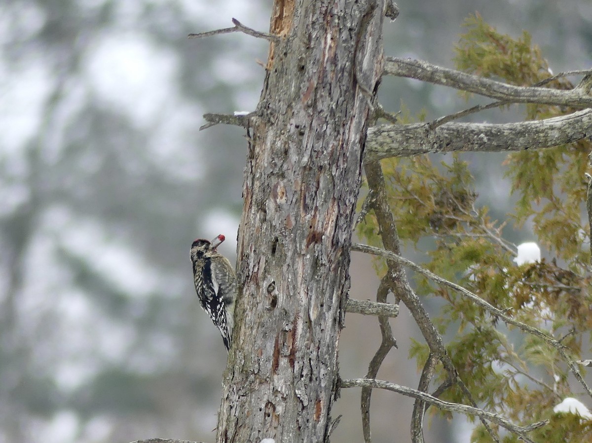 Yellow-bellied Sapsucker - ML647032814