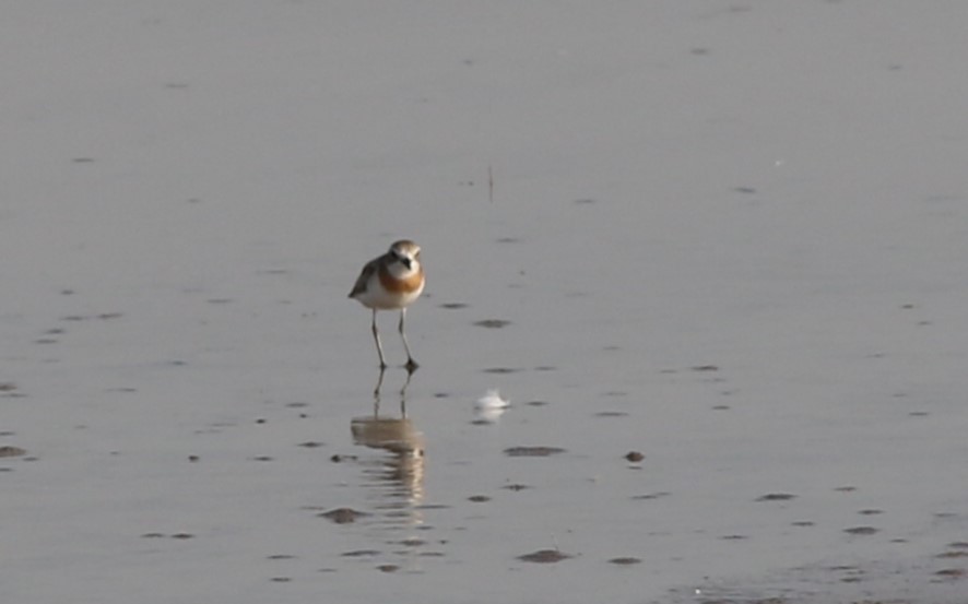 Tibet Cılıbıtı - ML647032815