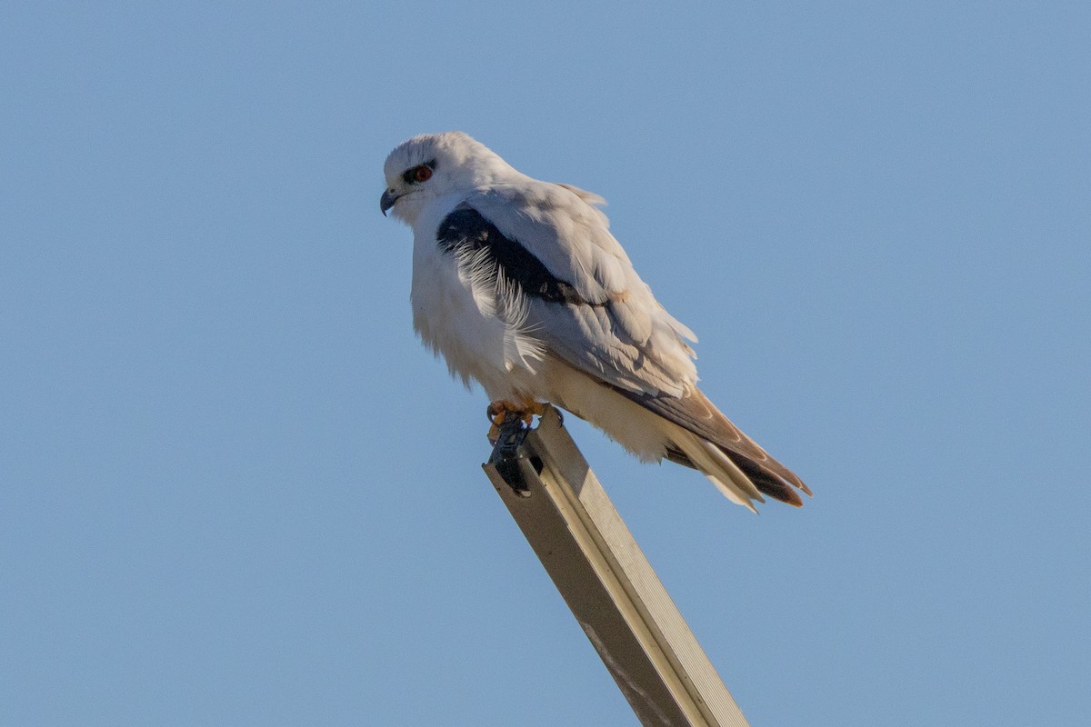 Шуліка австралійський - ML647032816