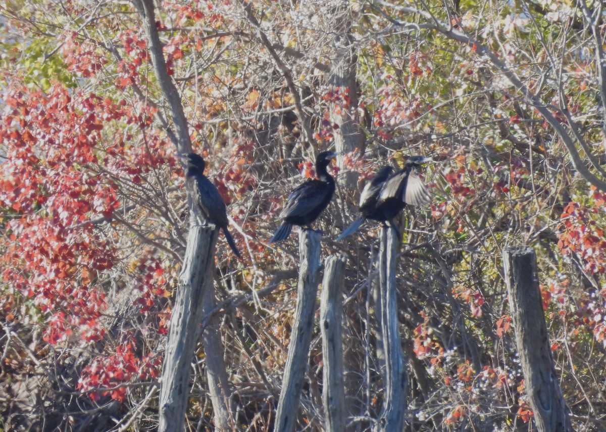 Neotropic Cormorant - ML647032822