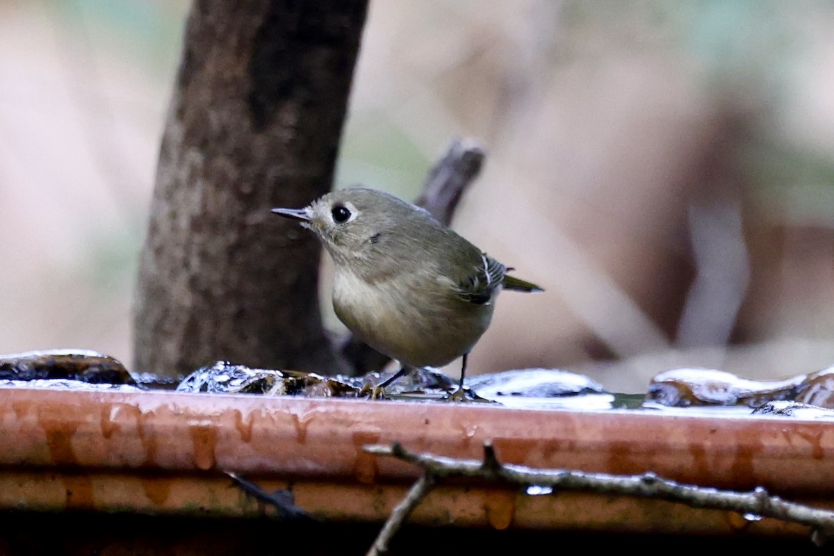 Ruby-crowned Kinglet - ML647032824