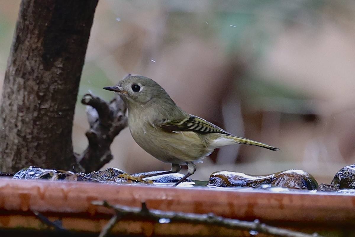 Ruby-crowned Kinglet - ML647032825
